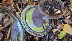 Semana del Hongo en Bariloche celebrará la naturaleza.